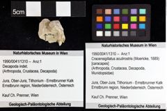 Foto (Objket + Etiketten) von Cracensigillatus acutirostris (Moericke, 1889) 